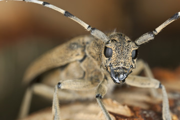 Saperda carcharias sitting on wood, macro photo