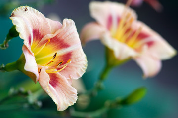 Day lily in garden