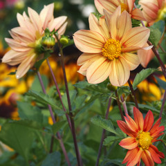 Dahlia flowers