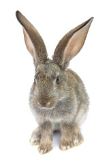 gray rabbit
