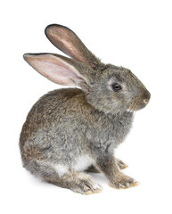 gray rabbit
