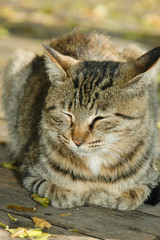 居眠りをする猫