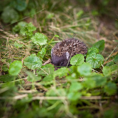 Baby European Hedgehog (Erinaceus europaeus) sniffing in grass,