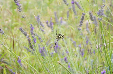 argiope fasciata