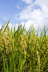 Spike in the hopes of farmers.