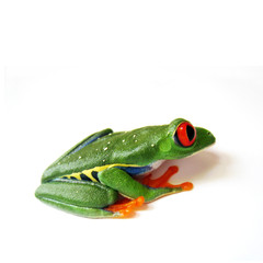 Rotaugenlaubfrosch 85