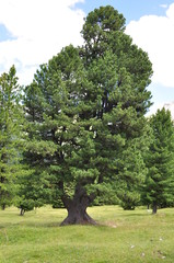 Obraz premium Pino cembro secolare