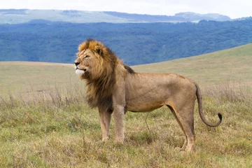 Door stickers Lion Massive male lion