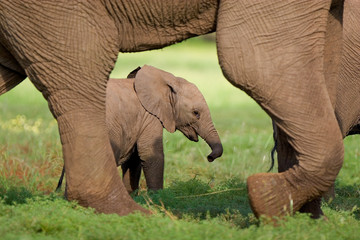 A small elephant calf walking behind its mother's feet in summer
