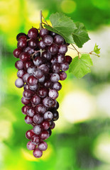 Ripe red grapes on a green background