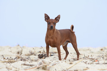 pinscher aux aguets