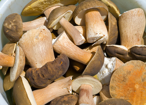Mushrooms in bucket 3