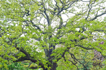 Baum