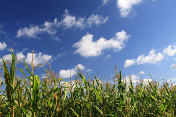 Obraz premium Maisfeld mit blauem Himmel