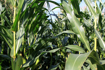 Fototapeta premium Maisfeld