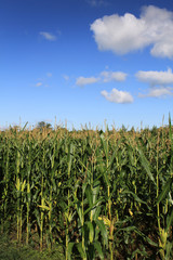 Fototapeta na wymiar Pole kukurydzy z nieba