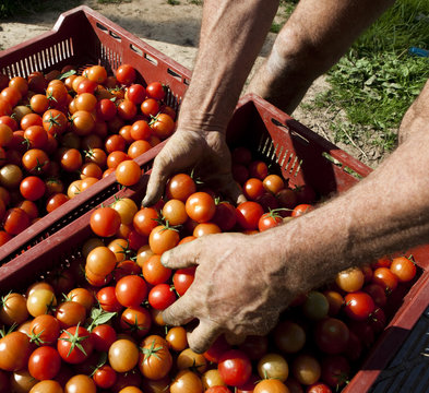 tri de tomates dans des cagots