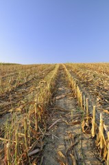 Corn field after harvest © Croato