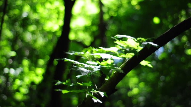 Abstract blurry background video of forest and sunlight: HD