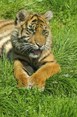 Siberian Tiger Cub