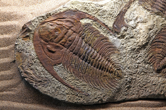 Trilobite Fossil