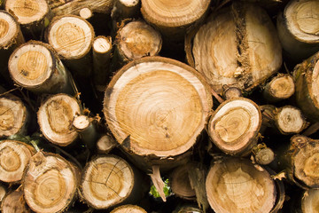 Troncos apilados