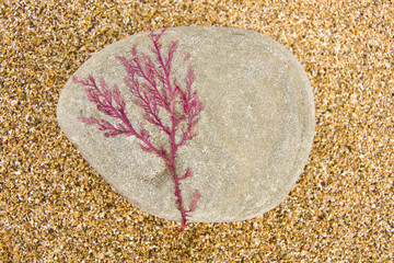 Alga rosa pegada a una piedra #2