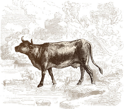 Vache