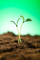 Green seedlings in new life concept