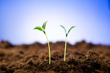 Green seedlings in new life concept