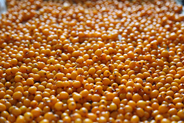 Ягоды облепихи