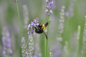 グロッソラベンダー