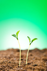 Green seedlings in new life concept