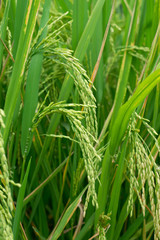 Fototapeta na wymiar Growing rice ear