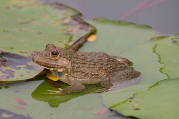 Obraz premium Toad in the pool,Thailand.