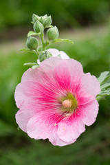 Fototapeta na wymiar Różowy kwiat hibiskusa