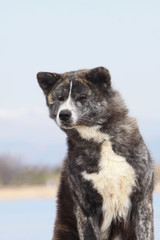 portrait de l'akita inu