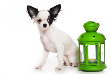 Chihuahua puppy on white background