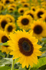 Obraz premium Sonnenblumen