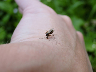 Mosquito sucking the blood out of a human hand.