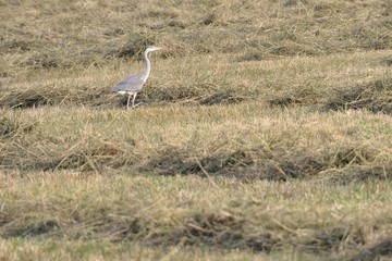 Obraz na płótnie Canvas Grey heron on the field