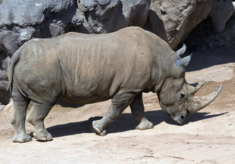 Obraz premium white Rhinoceros