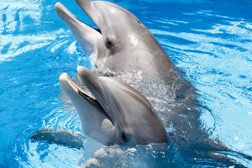 Sourire d& 39 un dauphin