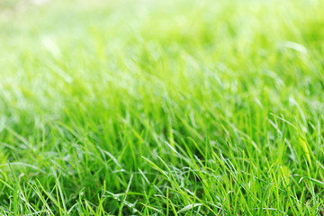 green grass