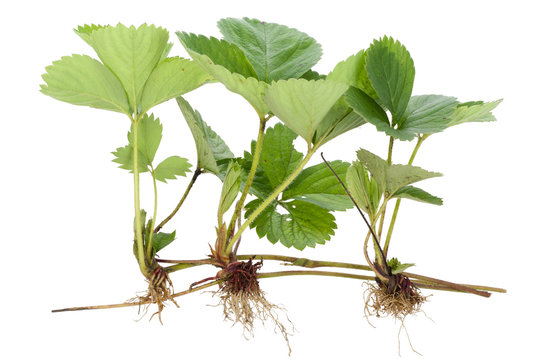 Three sapling of  strawberry