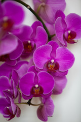 Orchideen in Lila