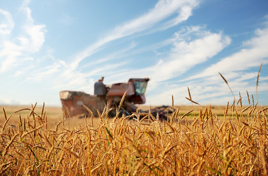 Kombain in field