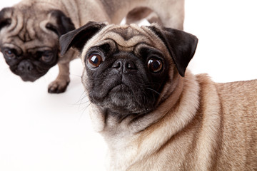 2 Möpse im weissen Studio