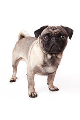 Obraz premium Fragender Mops