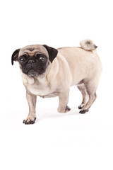 Obraz premium freundlicher Mops